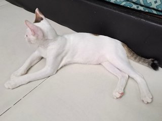 Harry Cat - Domestic Short Hair Cat