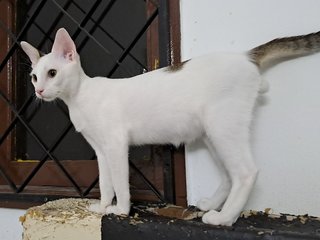 Harry Cat - Domestic Short Hair Cat