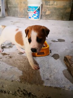 Latte King  - Mixed Breed Dog