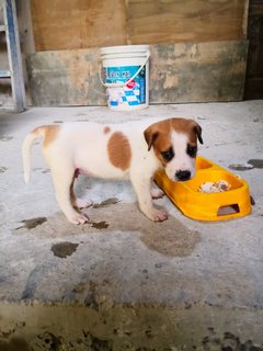 Latte King  - Mixed Breed Dog