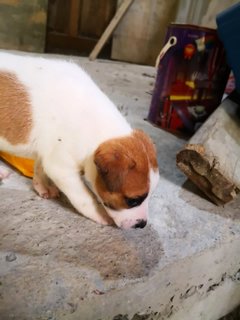 Latte King  - Mixed Breed Dog