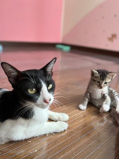 Daisy, Phoenix, Cici And Poppy  - Domestic Medium Hair Cat