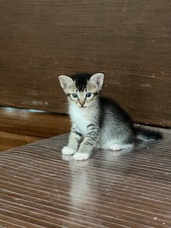 Daisy, Phoenix, Cici And Poppy  - Domestic Medium Hair Cat