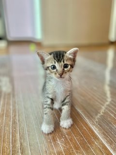 Daisy, Phoenix, Cici And Poppy  - Domestic Medium Hair Cat