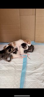 Daisy, Phoenix, Cici And Poppy  - Domestic Medium Hair Cat