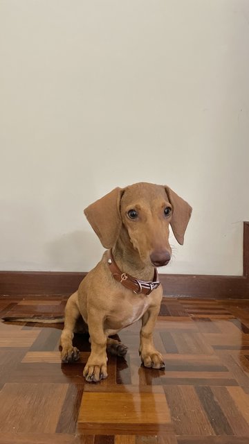 Fortune - Dachshund Dog