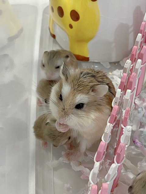 PF125097 - Roborovsky's Hamster Hamster