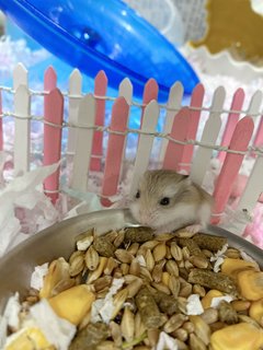 PF125097 - Roborovsky's Hamster Hamster