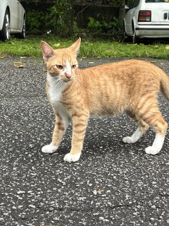 Handsome Boy - Domestic Short Hair Cat