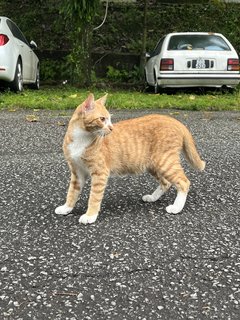 Handsome Boy - Domestic Short Hair Cat