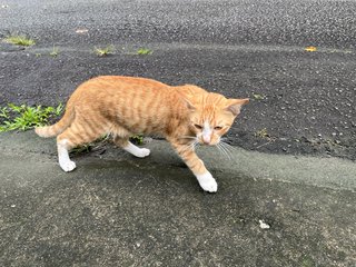 Handsome Boy - Domestic Short Hair Cat