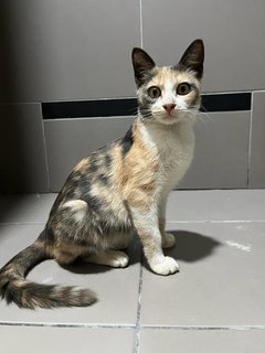 Masala Dosa - Domestic Short Hair Cat