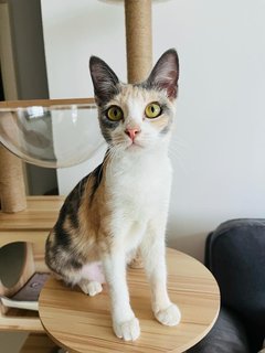 Masala Dosa - Domestic Short Hair Cat