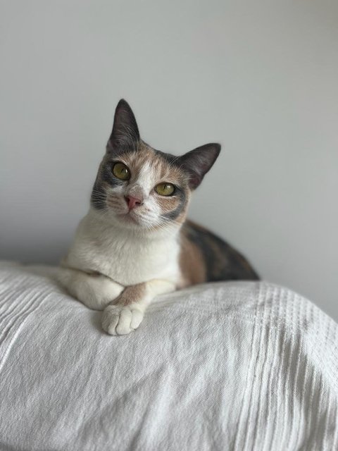 Masala Dosa - Domestic Short Hair Cat