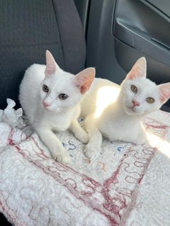 Elsa And Anna - Domestic Short Hair Cat