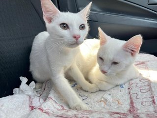 Elsa And Anna - Domestic Short Hair Cat