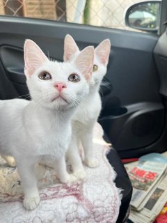 Elsa And Anna - Domestic Short Hair Cat