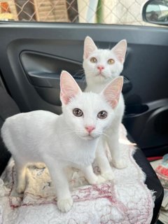 Elsa And Anna - Domestic Short Hair Cat