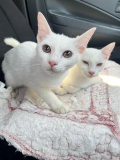 Elsa And Anna - Domestic Short Hair Cat