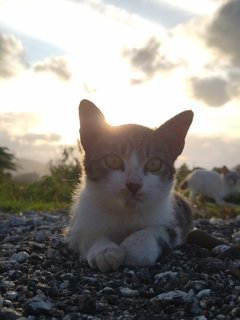 Busyuk - Domestic Short Hair Cat