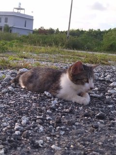 Busyuk - Domestic Short Hair Cat