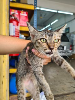 Stray Kitten Dengkil - Domestic Short Hair Cat