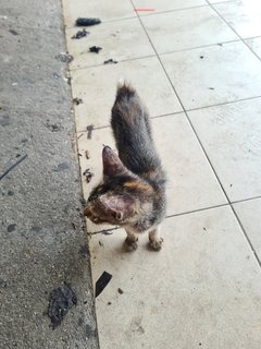 Stray Kitten Dengkil - Domestic Short Hair Cat