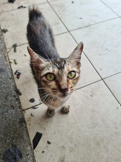 Stray Kitten Dengkil - Domestic Short Hair Cat