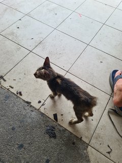 Stray Kitten Dengkil - Domestic Short Hair Cat