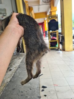 Stray Kitten Dengkil - Domestic Short Hair Cat