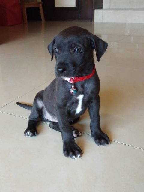 Mori - Labrador Retriever Mix Dog