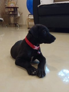 Mori - Labrador Retriever Mix Dog