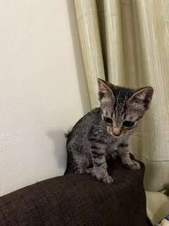 Po And Dipsy - Domestic Short Hair Cat