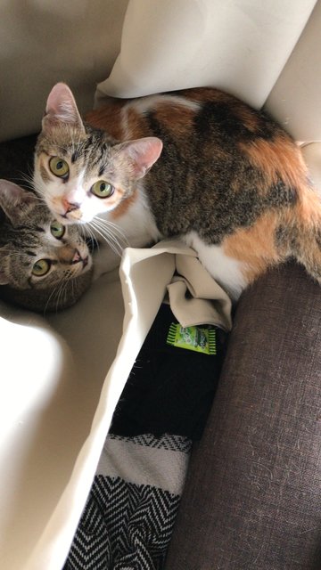 Po And Dipsy - Domestic Short Hair Cat