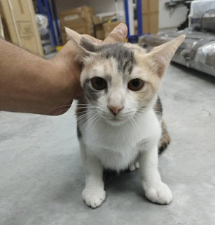 Sugar - Domestic Medium Hair Cat