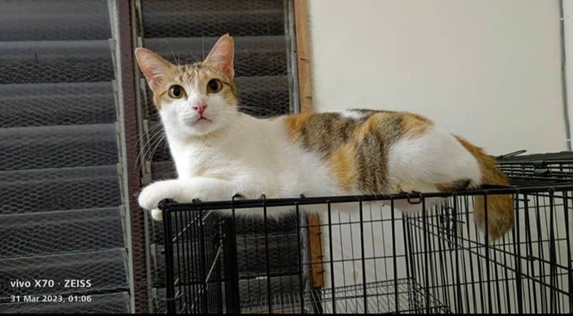 Manja - Domestic Short Hair Cat