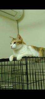 Manja - Domestic Short Hair Cat