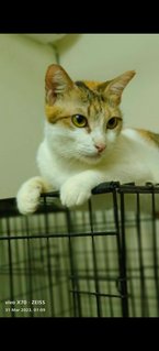 Manja - Domestic Short Hair Cat