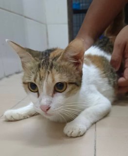 Manja - Domestic Short Hair Cat