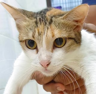 Manja - Domestic Short Hair Cat