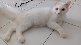 Mantou - Domestic Short Hair + Domestic Medium Hair Cat