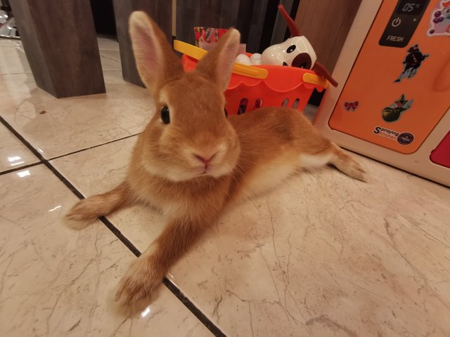 Jellybean - Netherland Dwarf Rabbit