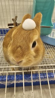 Jellybean - Netherland Dwarf Rabbit