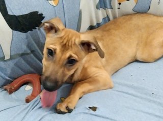 Precious Penny  - Mixed Breed Dog