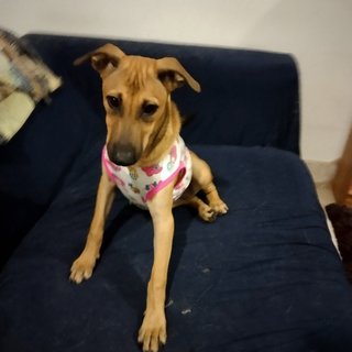 Precious Penny  - Mixed Breed Dog