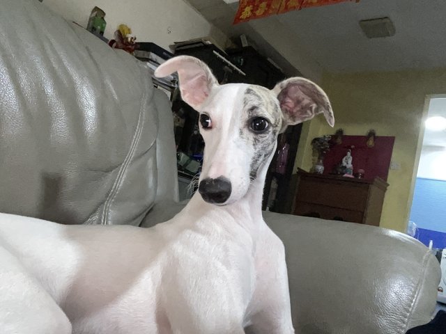 Juno - Whippet Dog