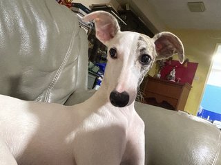 Juno - Whippet Dog