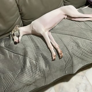 Juno - Whippet Dog