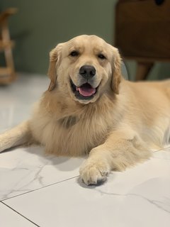 Zeeko - Golden Retriever Dog