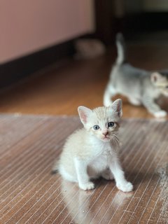 Kittens (4)  - Domestic Medium Hair Cat